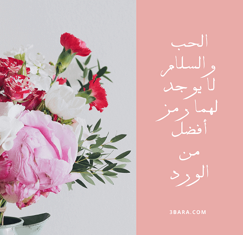 صور عن الورد، كلام عن الورد قصير جميل، اقتباسات وخواطر عن الورد