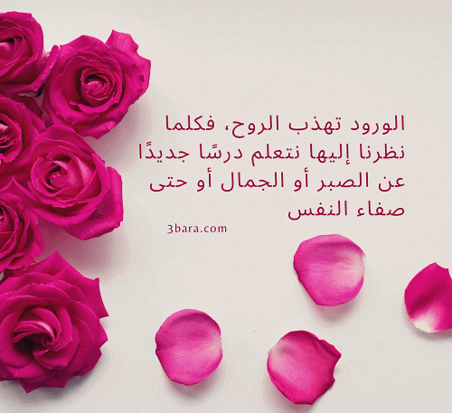 صور عن الورد، كلام عن الورد قصير جميل، اقتباسات وخواطر عن الورد