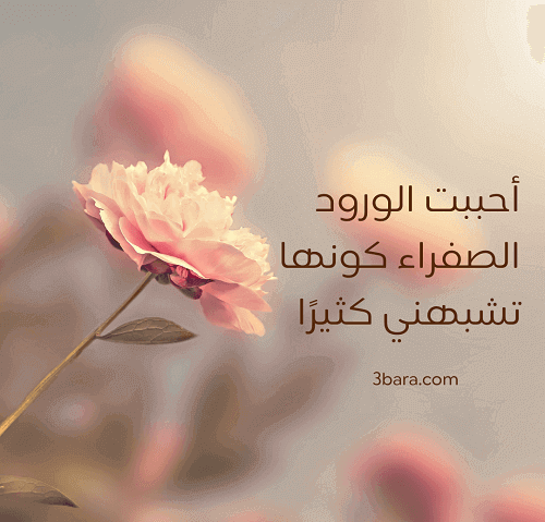صور عن الورد، كلام عن الورد قصير جميل، اقتباسات وخواطر عن الورد