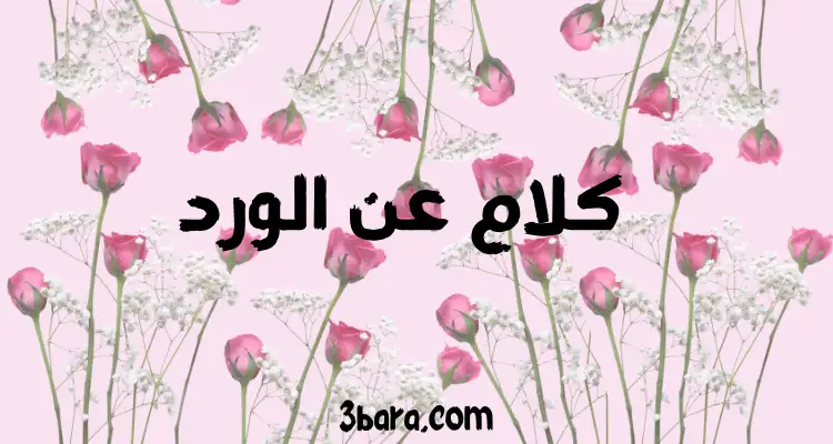 كلام عن الورد قصير، عبارات عن الورد الأحمر، اقتباسات وخواطر وكلمات عن الورد